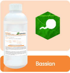 Bassian view